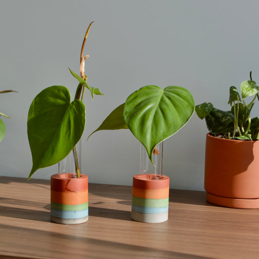 Rainbow Layered Propagation Vase