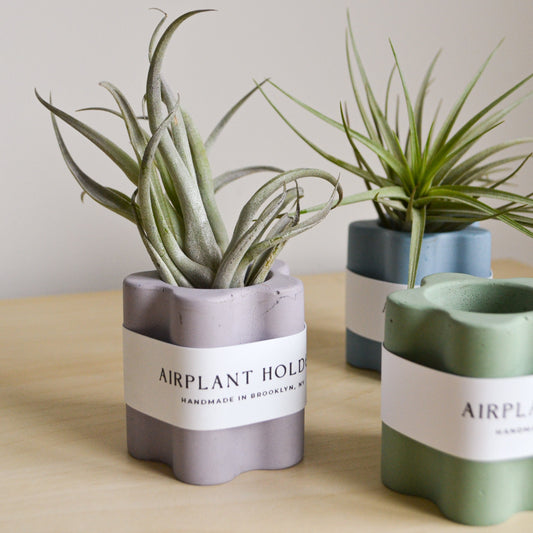 Daisy Airplant Holder