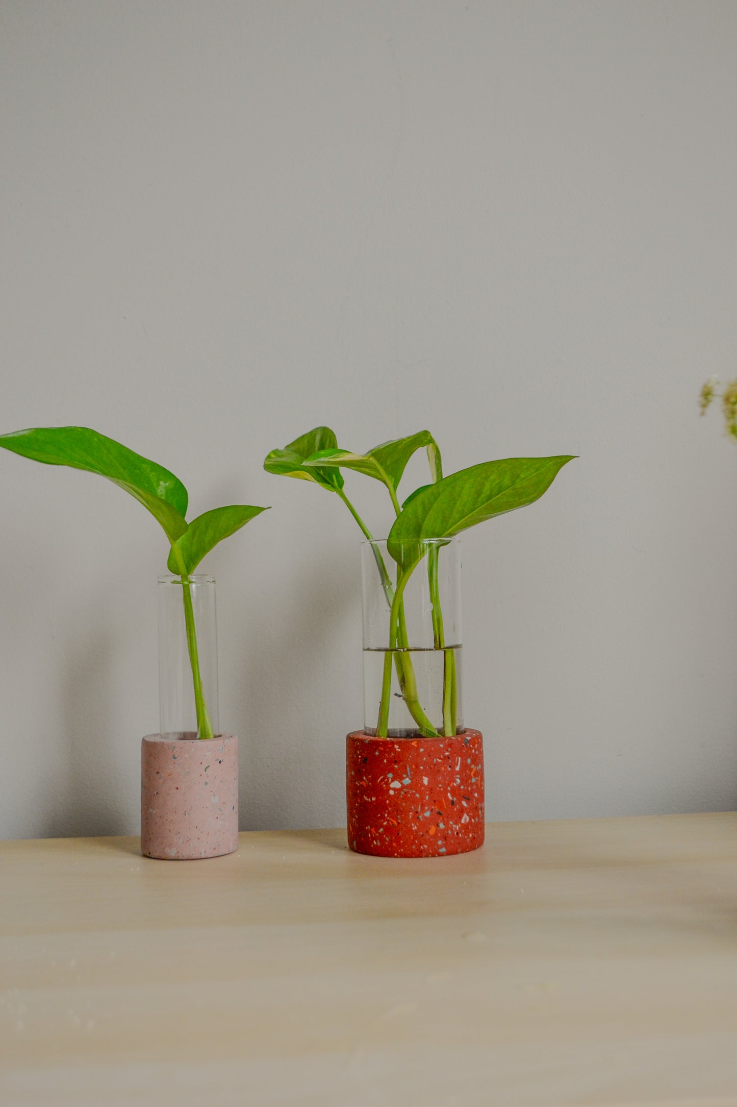 Large Zero Wate Propagation Vase