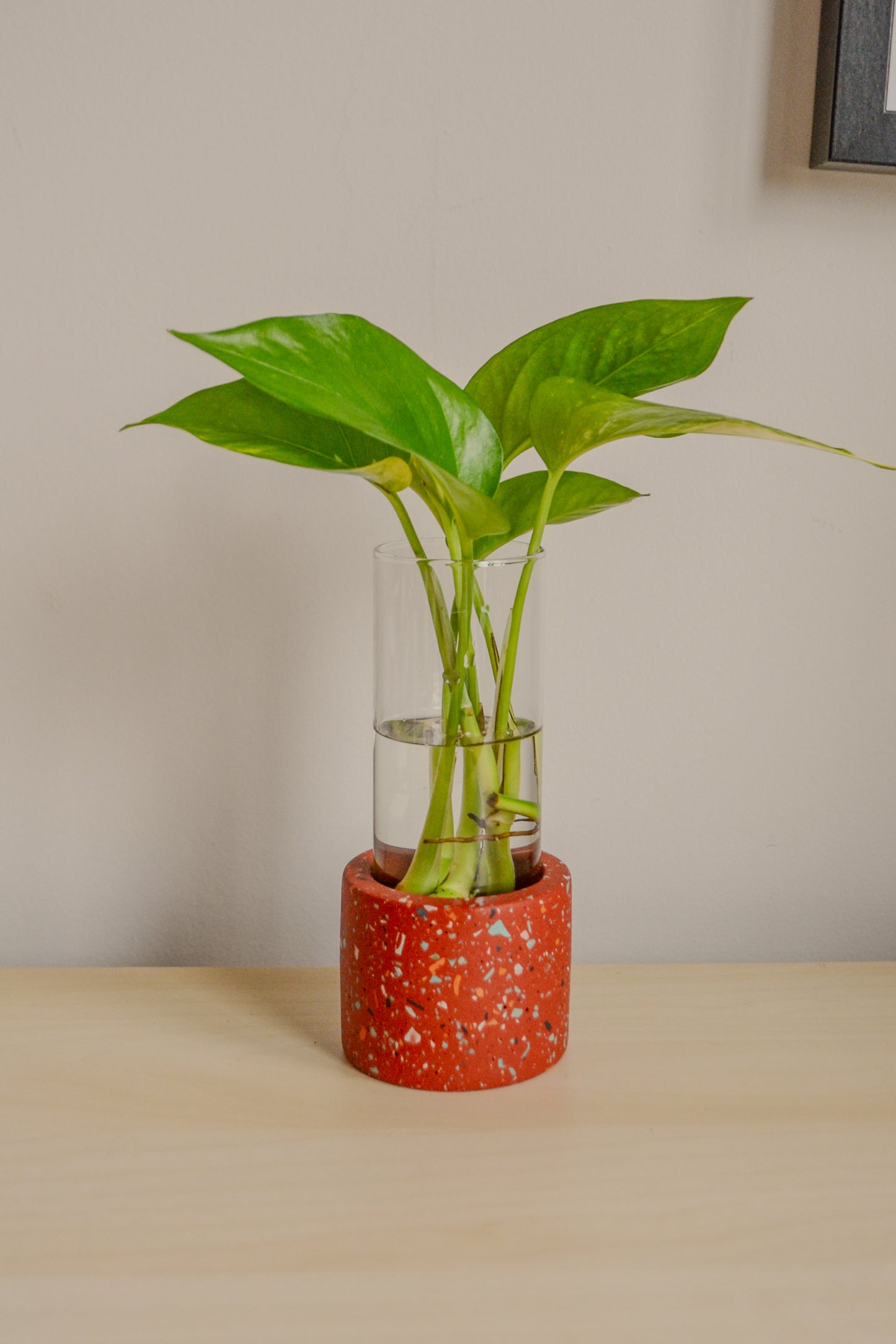 Large Zero Wate Propagation Vase