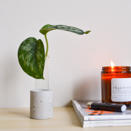 Solid Color Propagation Vase