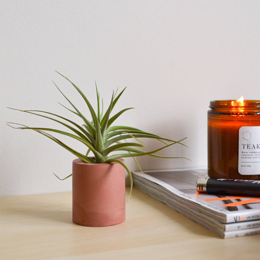 Solid Round Airplant Holder