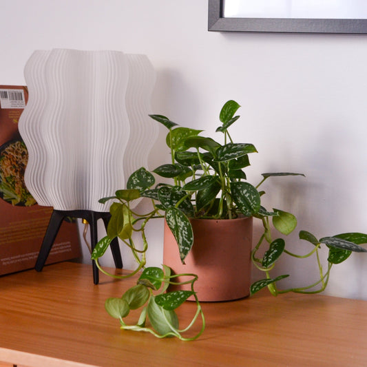 Solid Color Concrete Planter