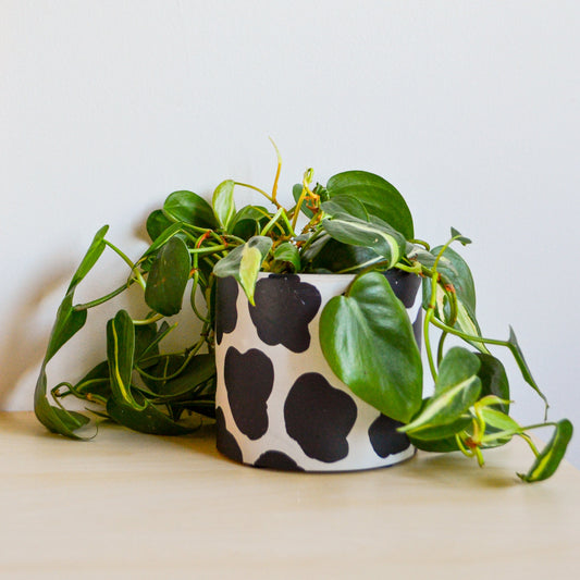 Cow Planter