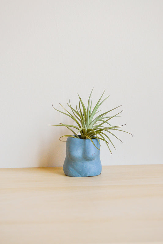 Boobie Airplant Holder