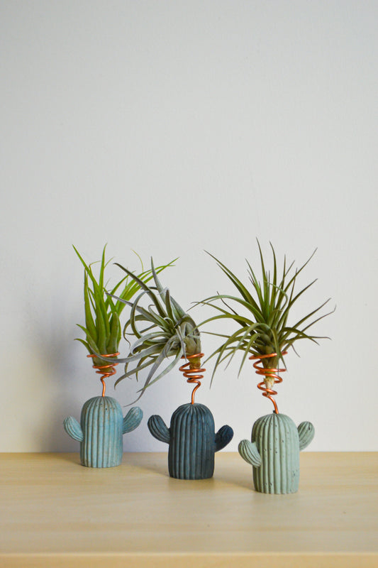 Cactus Airplant Holder