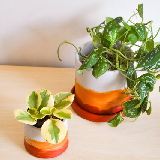 Sunset Watercolor Planter - Featured in Only Murders in the Building