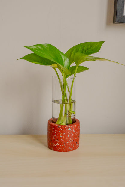 Large Zero Wate Propagation Vase
