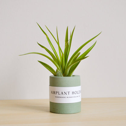 Solid Round Airplant Holder