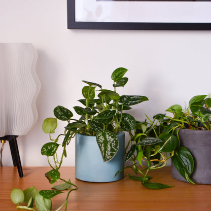 Solid Color Concrete Planter