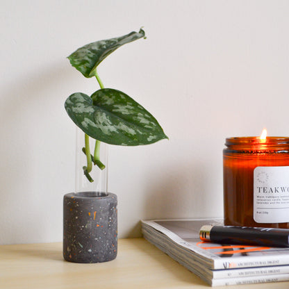 Zero Waste Propagation Vase